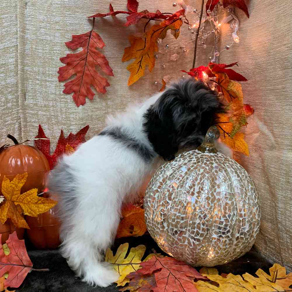 carousel pet images