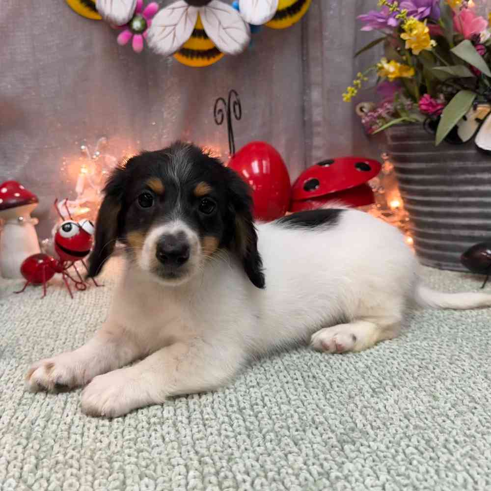 carousel pet images