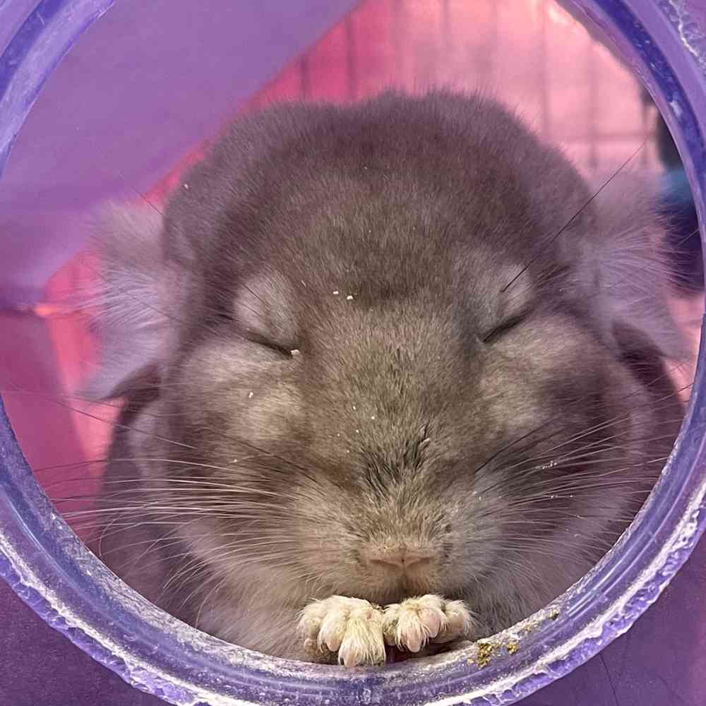 Chinchilla Small Animals for sale - Pets Plus Stafford, image size:1000x1000