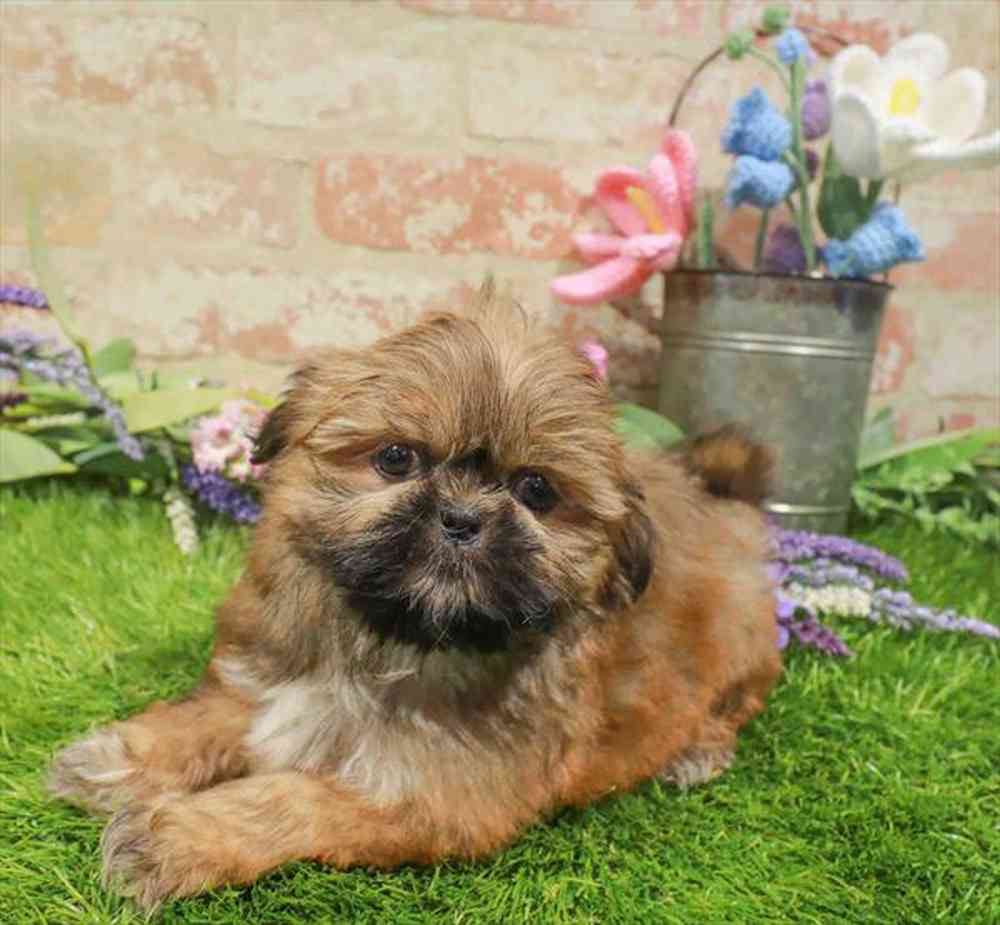 carousel pet images