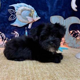Yorkie-Poo