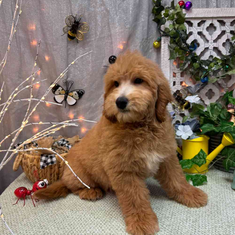 carousel pet images