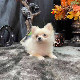 Pomeranian