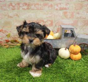 Morkie
