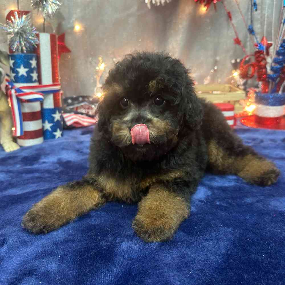 carousel pet images