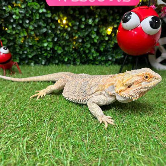 Bearded Dragon