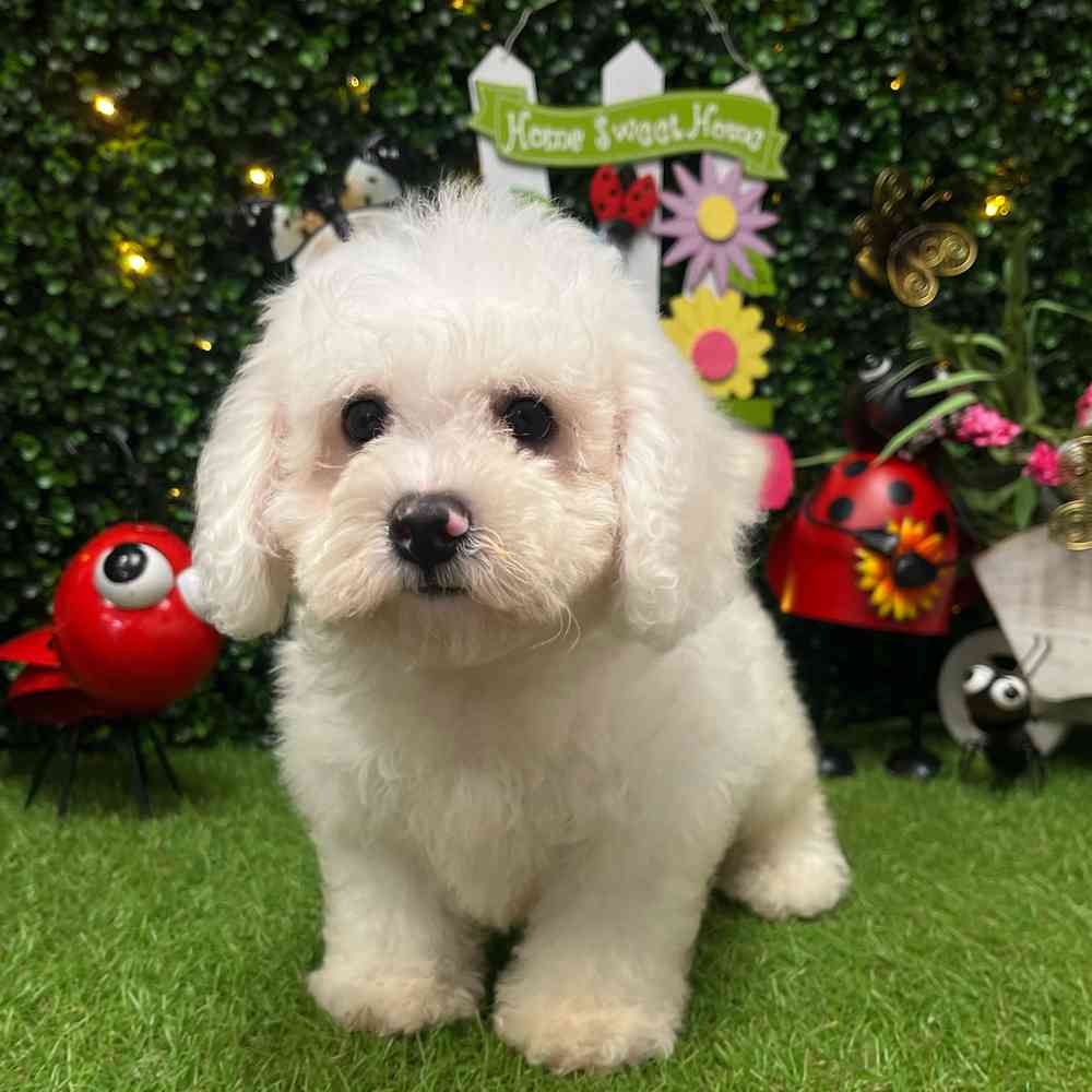carousel pet images