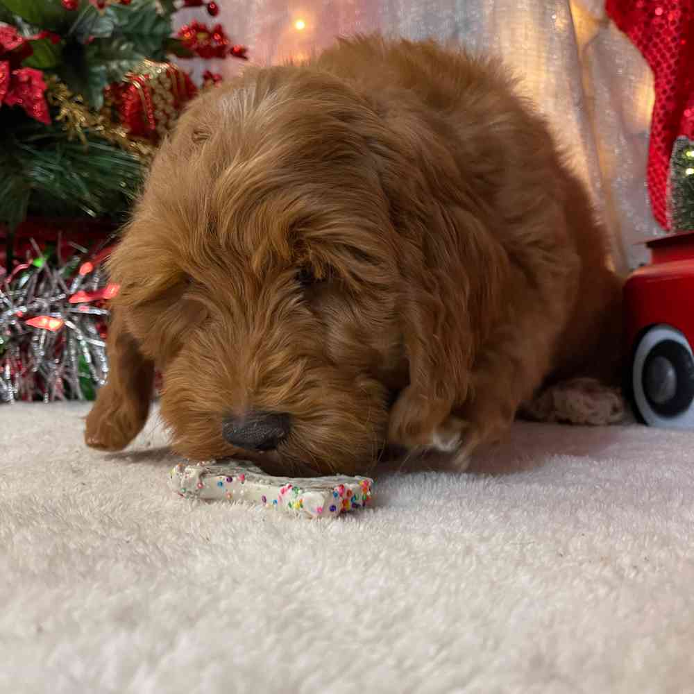 carousel pet images