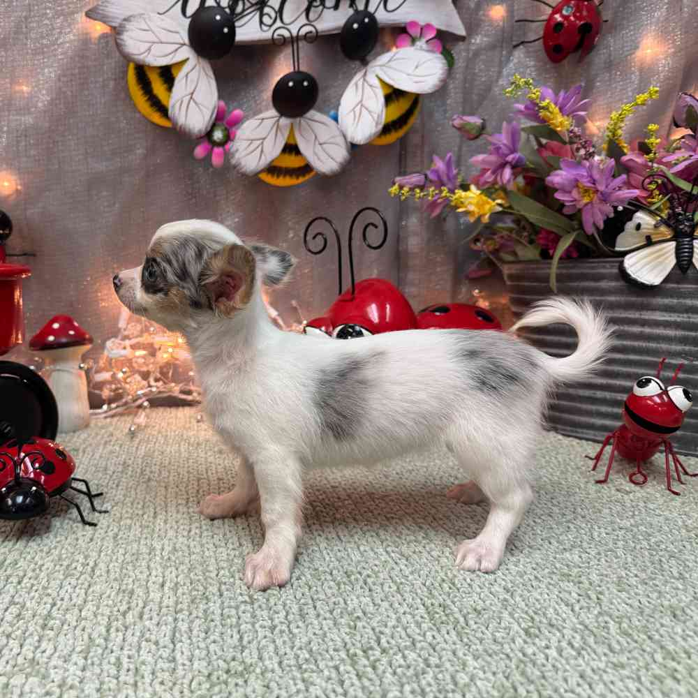 carousel pet images