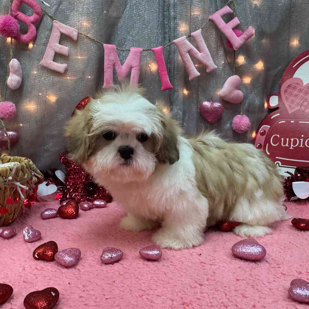 carousel pet images