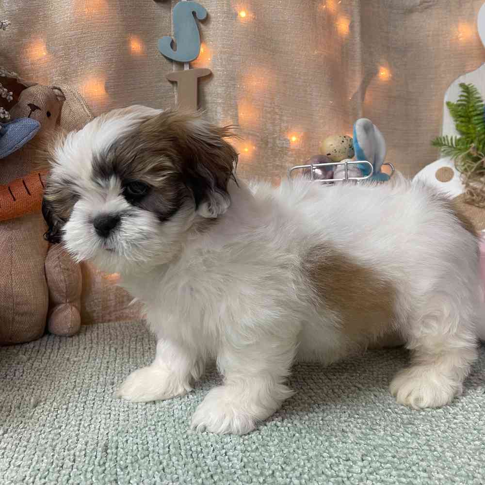 carousel pet images