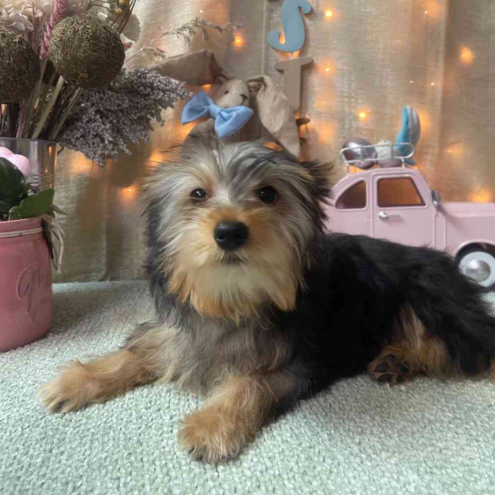 carousel pet images