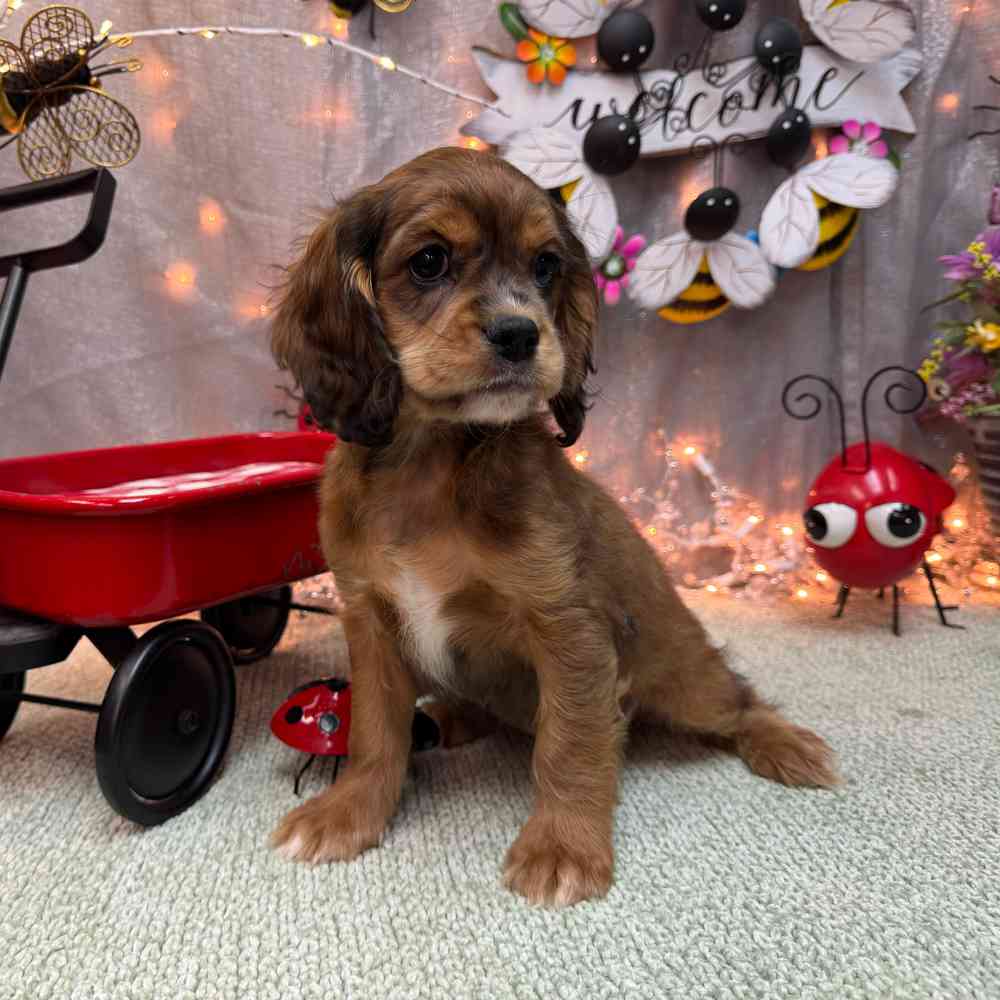 carousel pet images