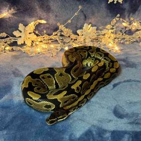 Ball Python