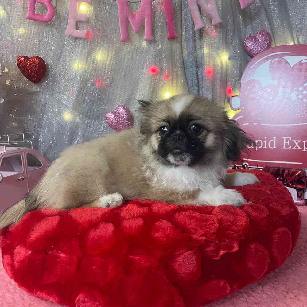 carousel pet images