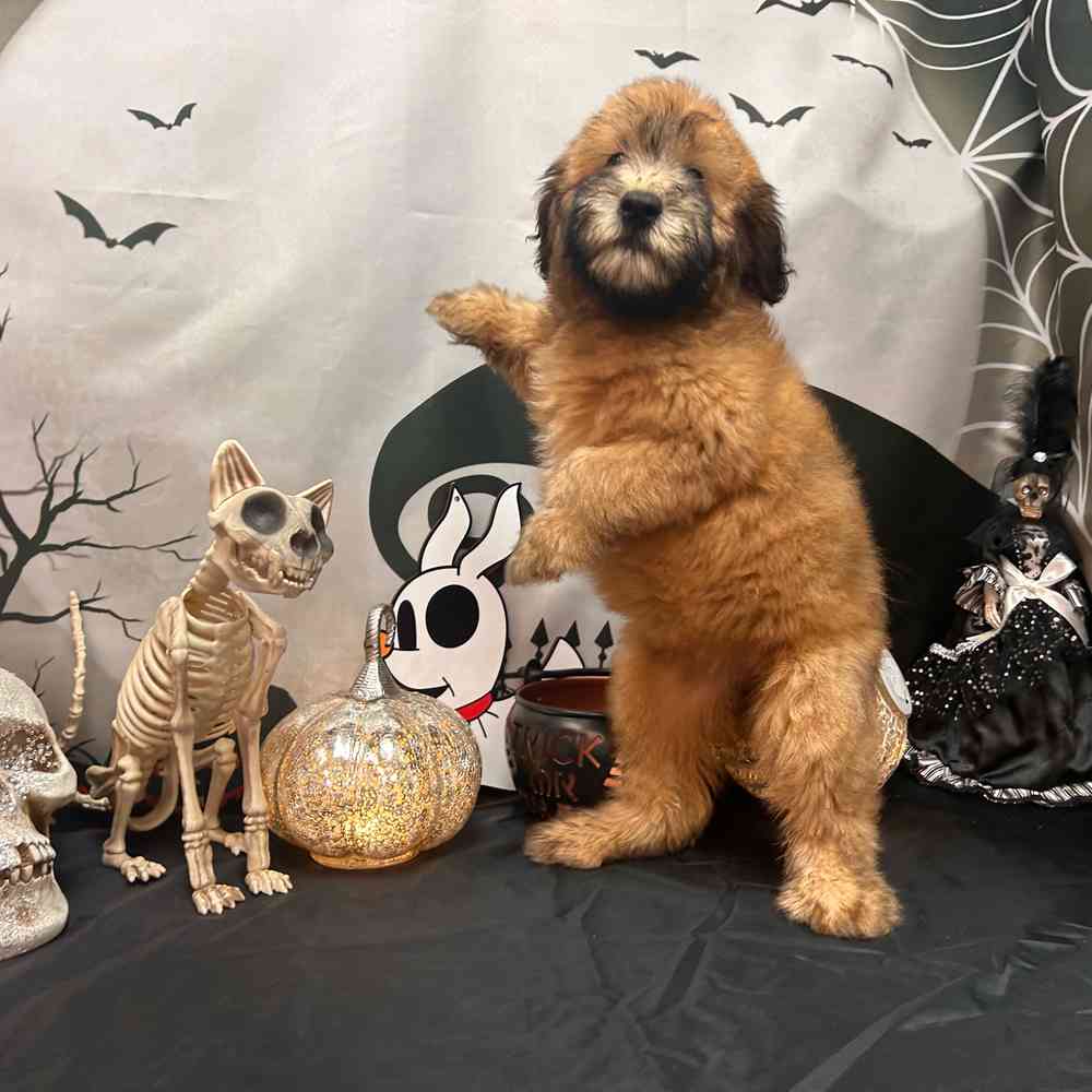 carousel pet images