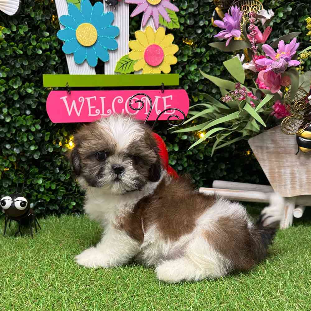 carousel pet images