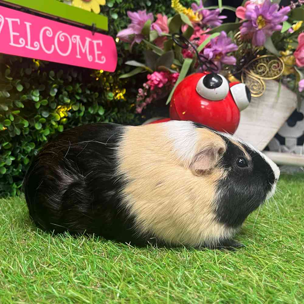 carousel pet images