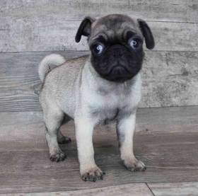 Pug
