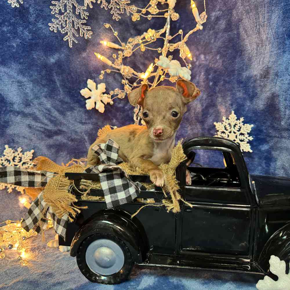 carousel pet images