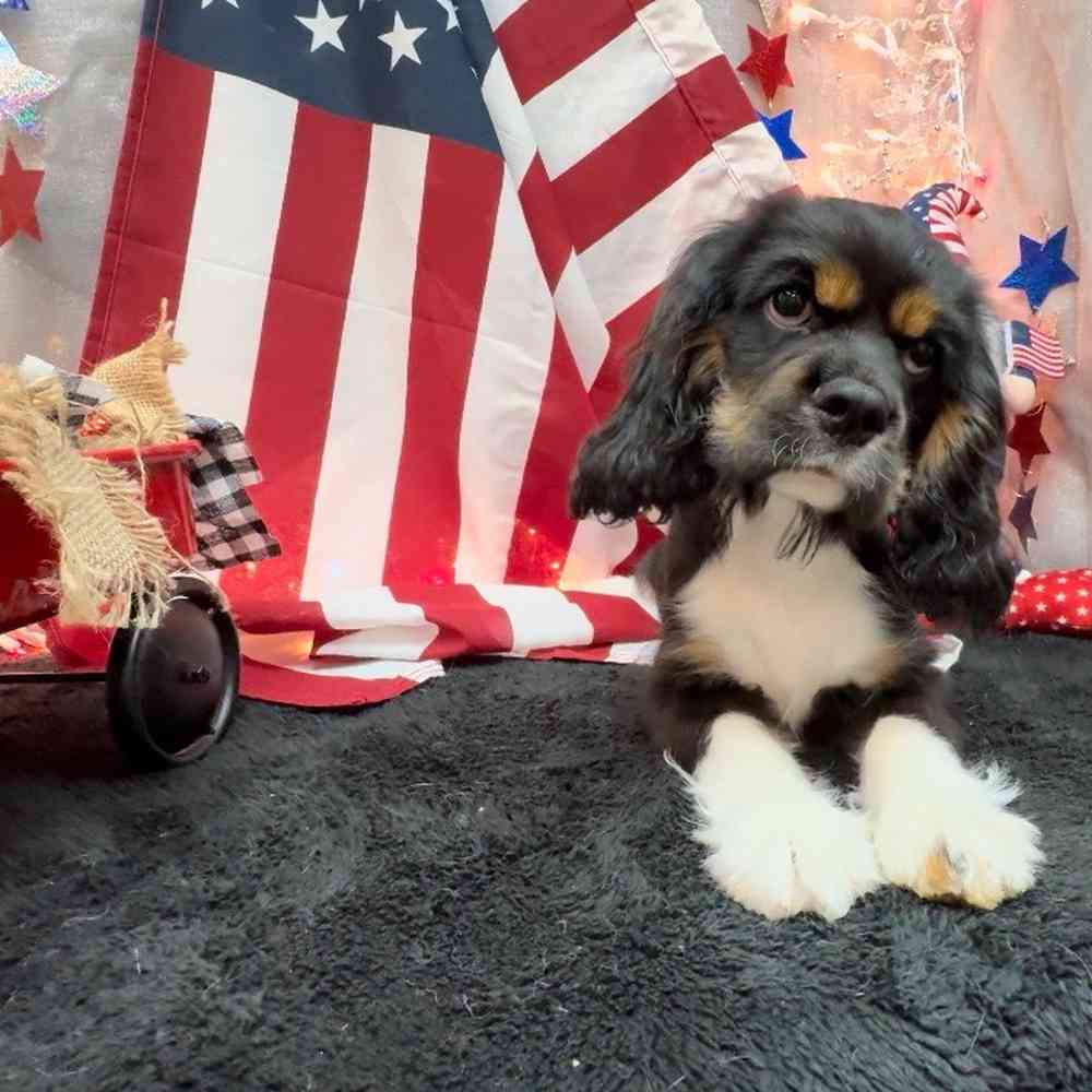 carousel pet images
