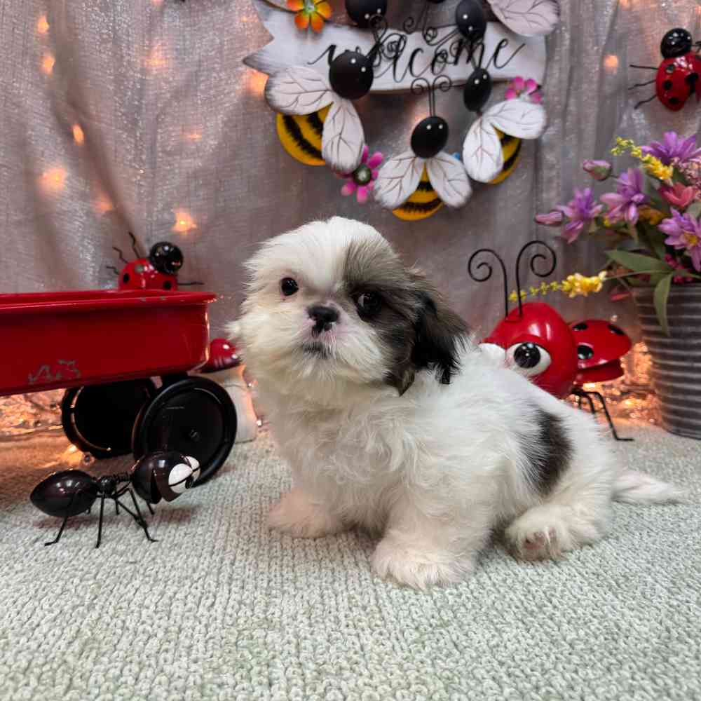 carousel pet images