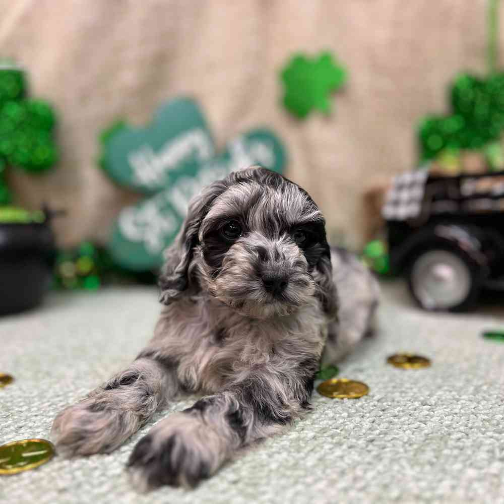 carousel pet images