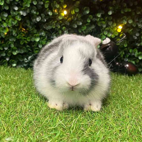 Flemish Giant Holland Lop Mix