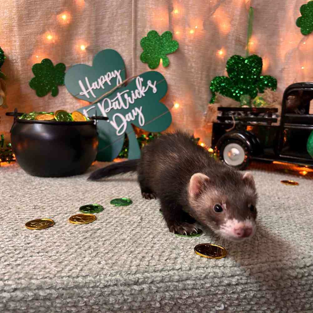 carousel pet images