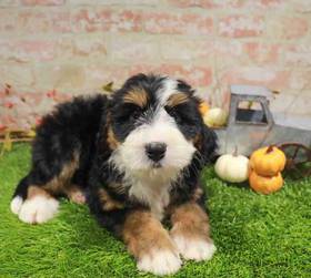 Mini Bernedoodle