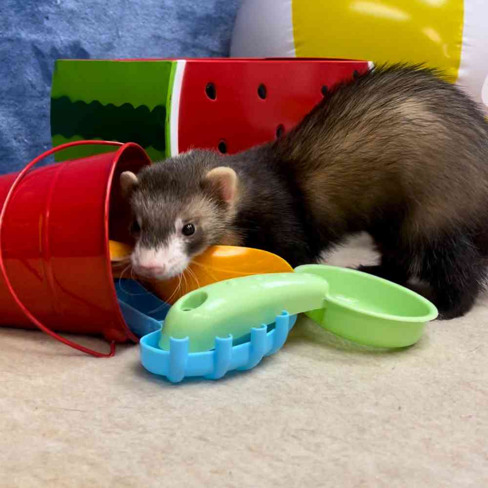 carousel pet images