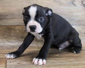 Boston Terrier