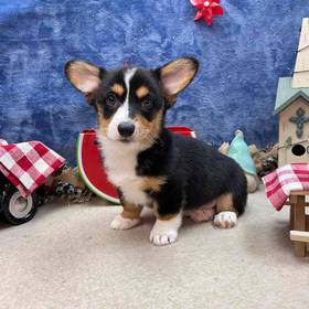 Pembroke Welsh Corgi