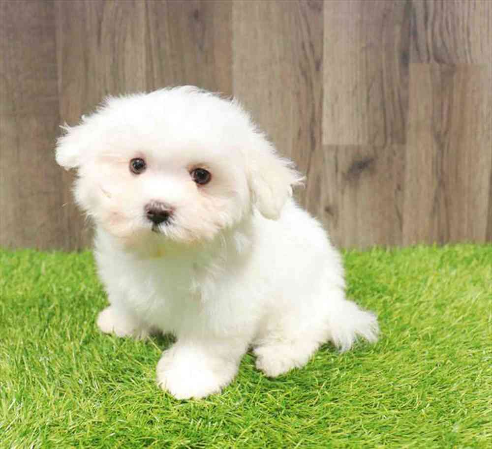 Image of a pet breed in the gallery