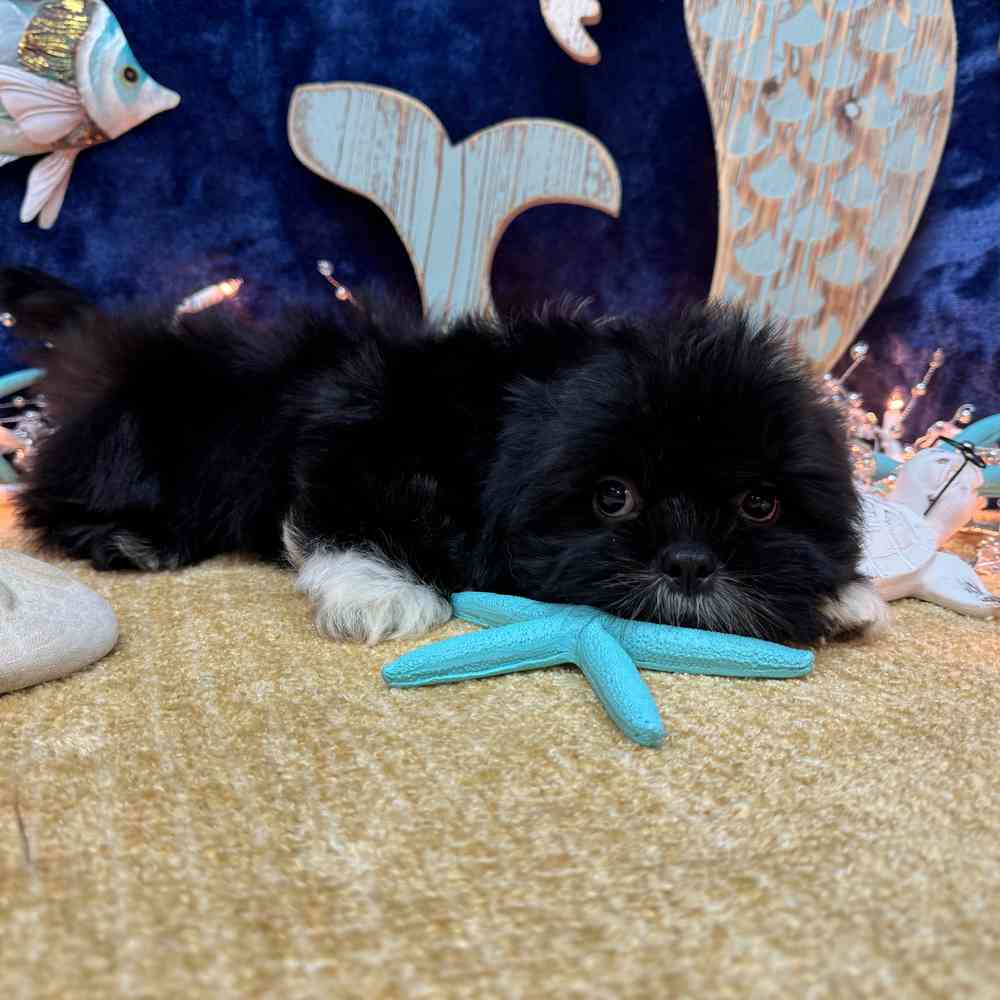 carousel pet images