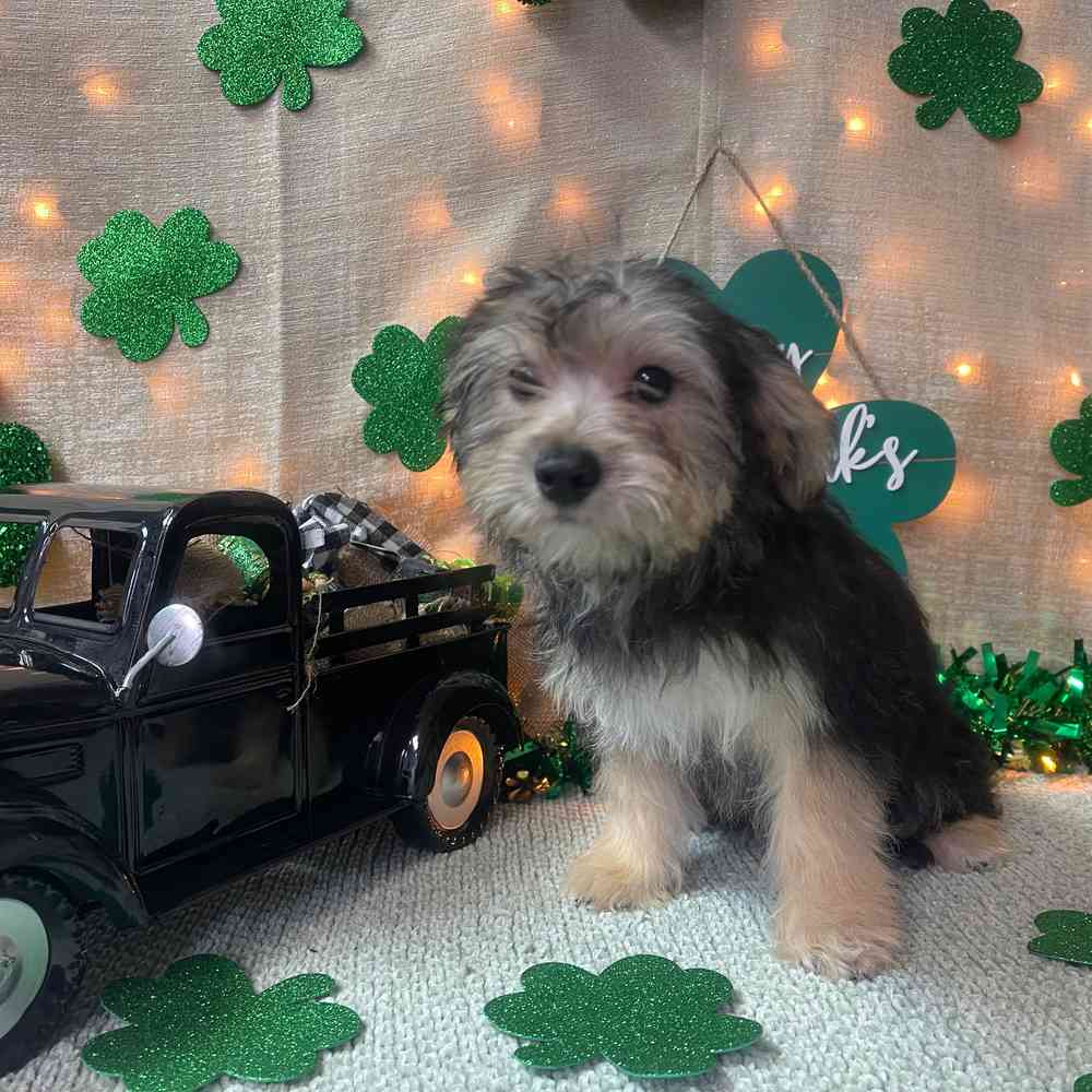 carousel pet images