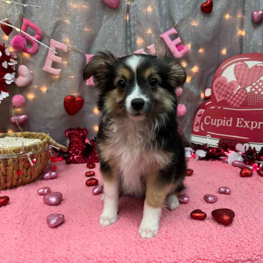 carousel pet images