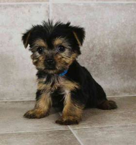 Yorkshire Terrier