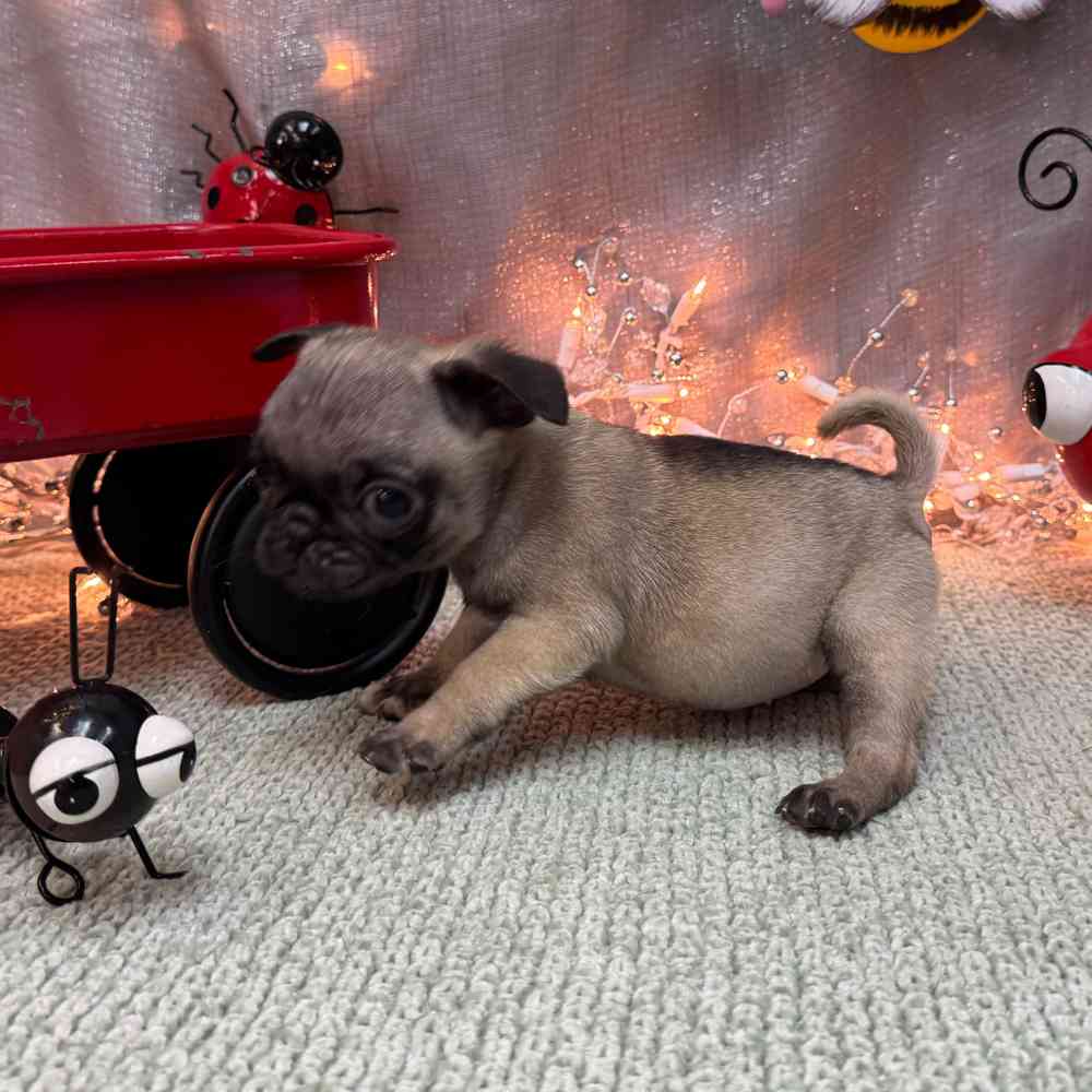 carousel pet images
