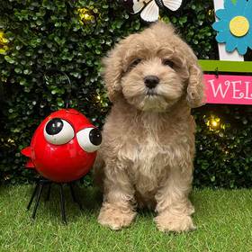 Cockapoo