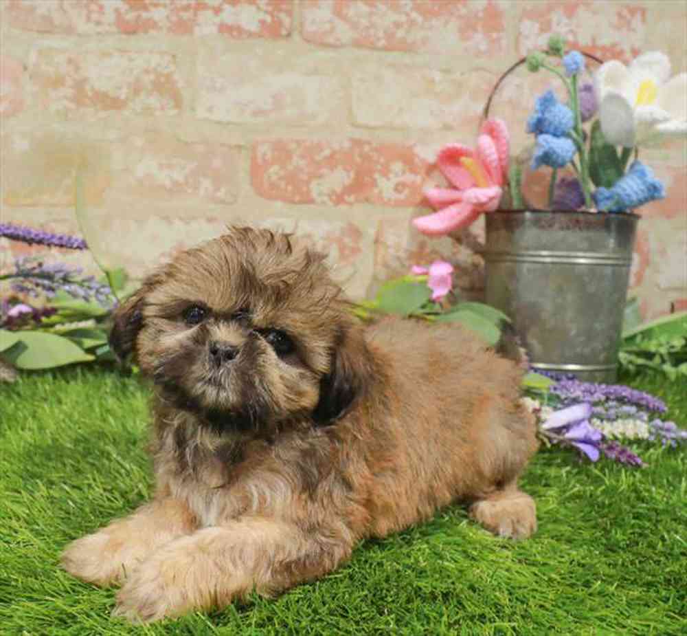 carousel pet images