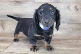 Dachshund