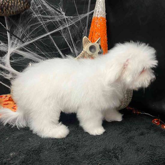Darla