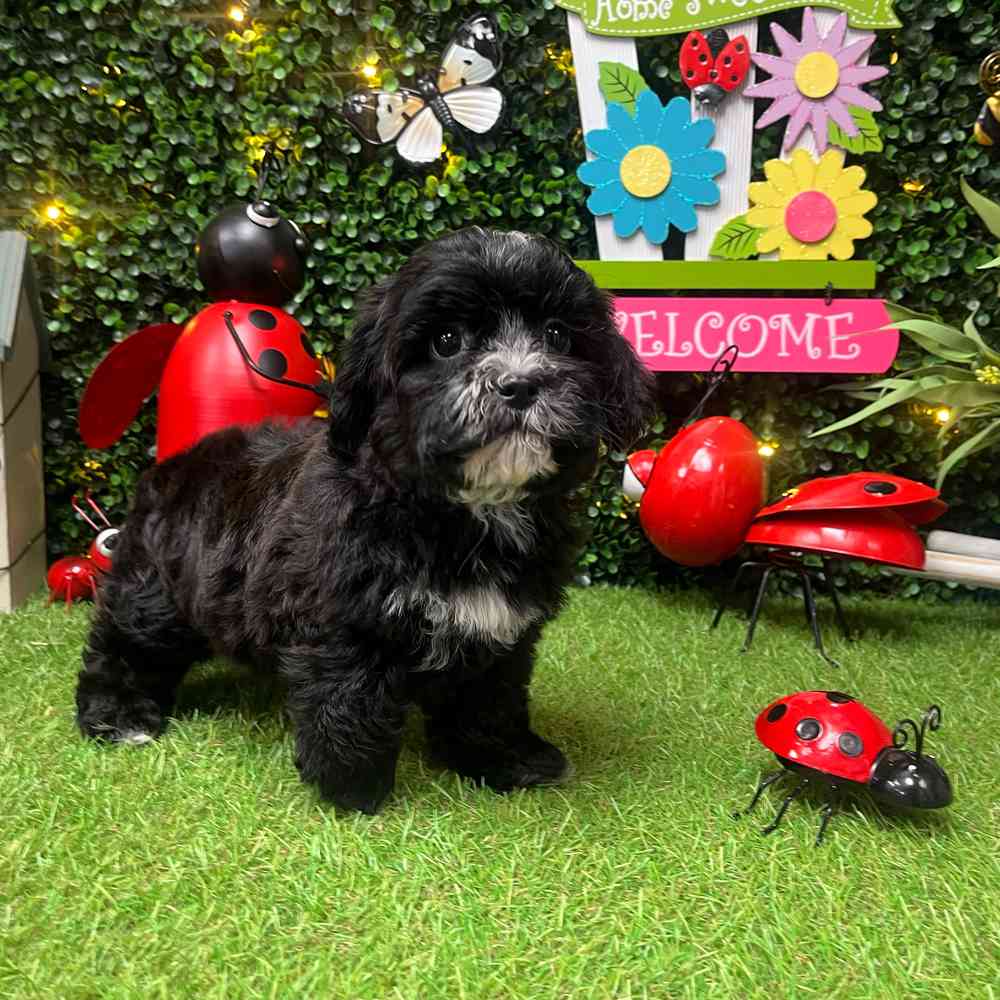 carousel pet images