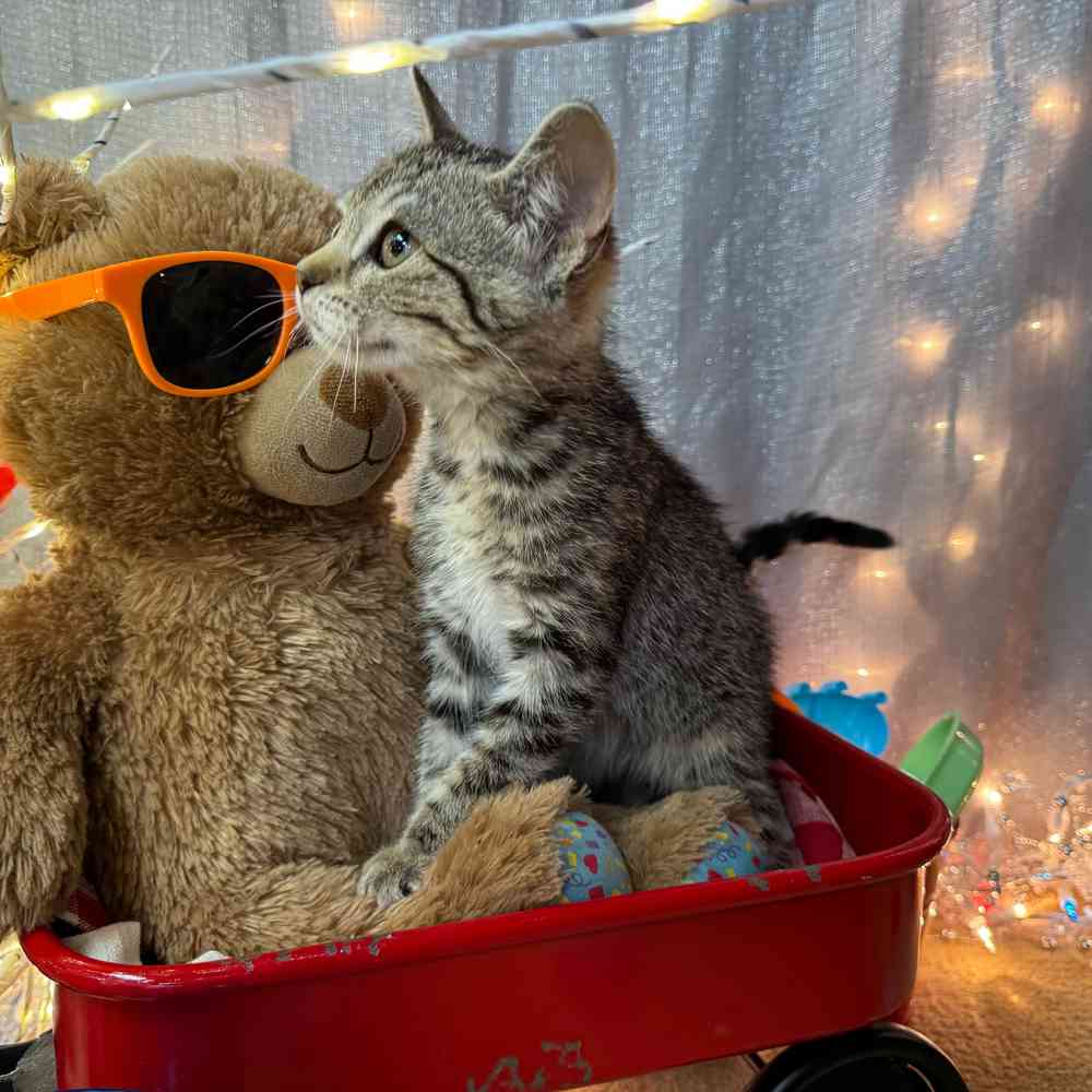 carousel pet images