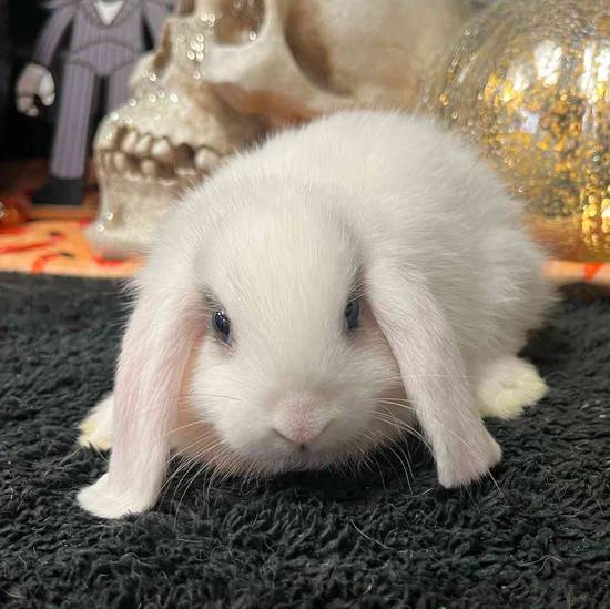 Holland Lop
