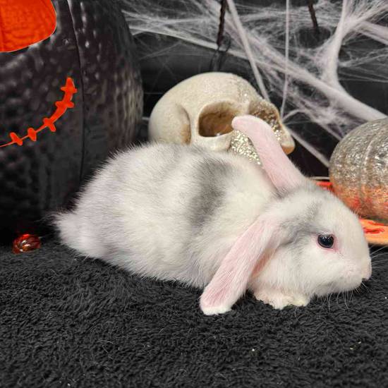 Flemish Giant Holland Lop Mix
