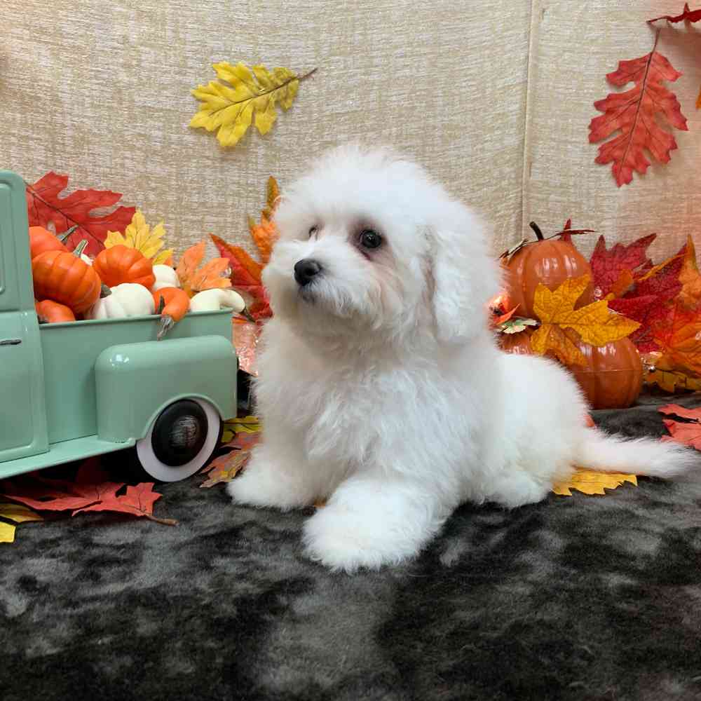carousel pet images