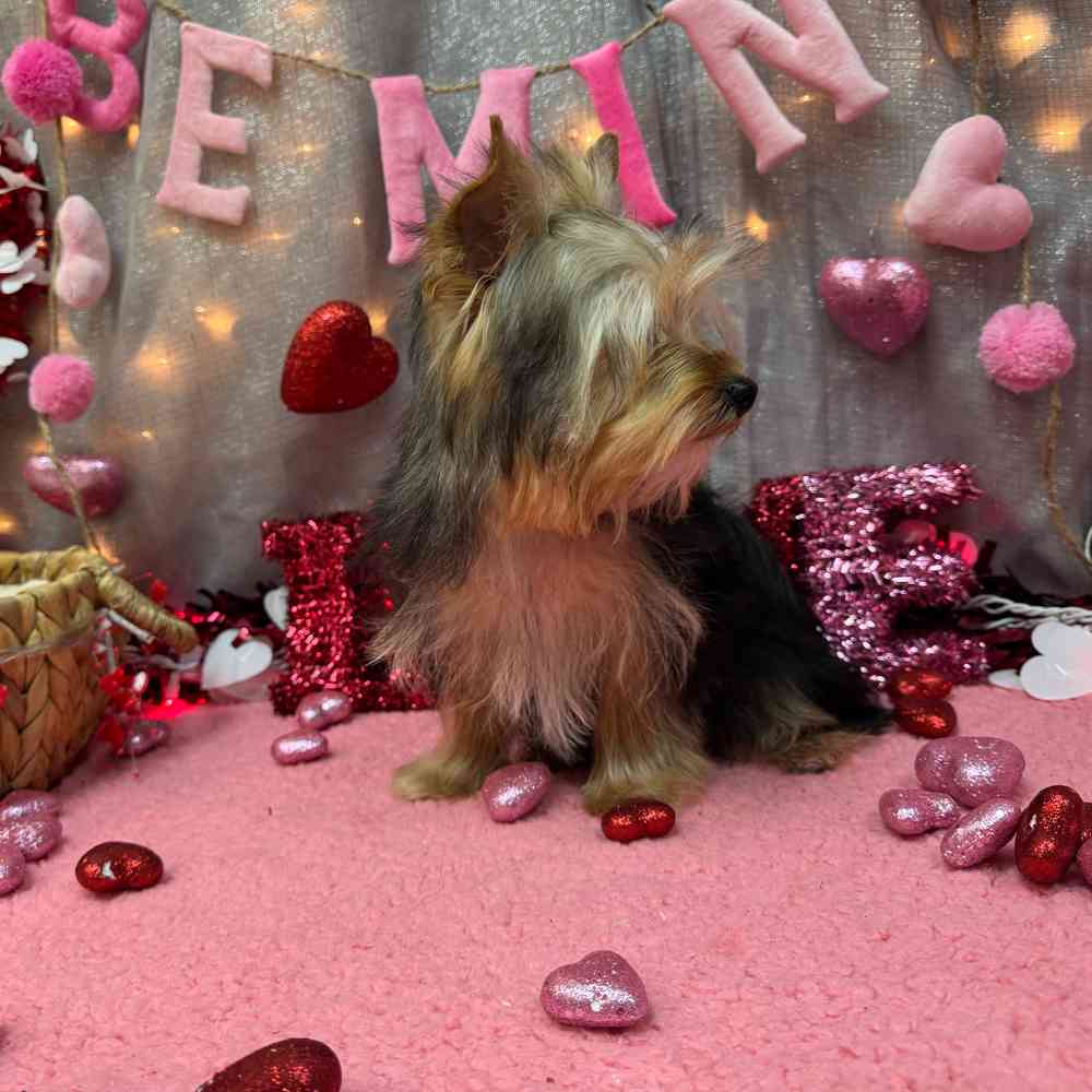 carousel pet images