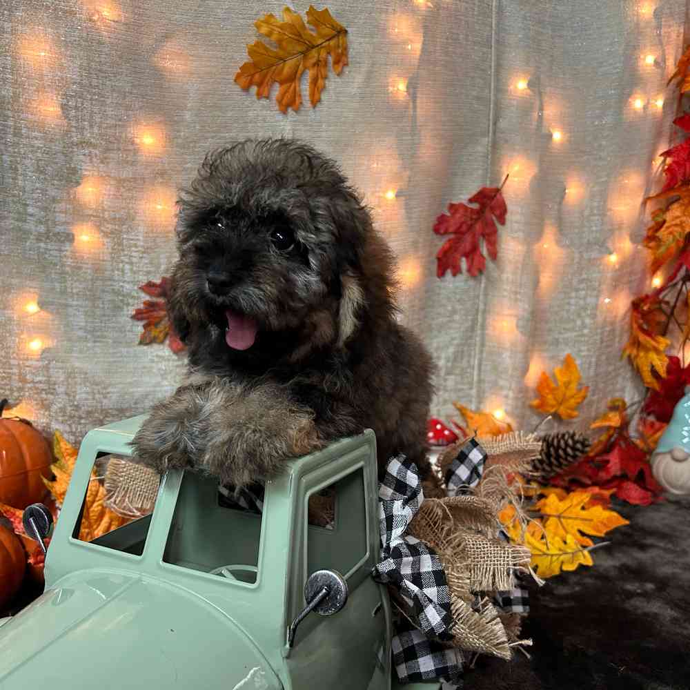 carousel pet images